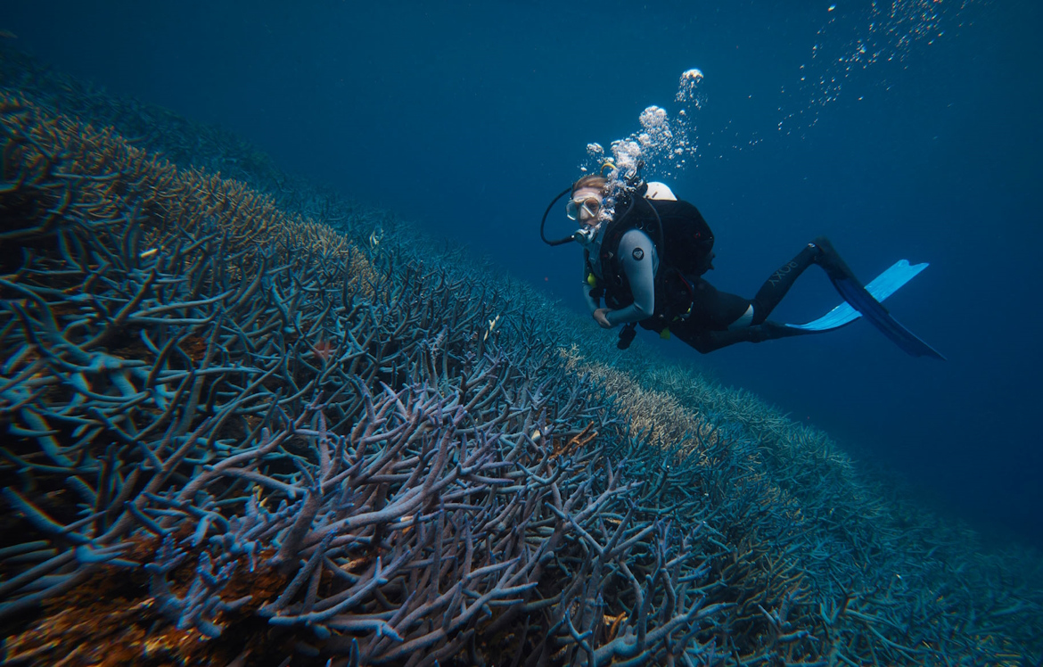 Dr. Taryn Foster has spent her life exploring the coral reefs of Western Australia. The nature tech startup she founded, Coral Maker, uses manufacturing technology to increase the impact of coral reef restoration.